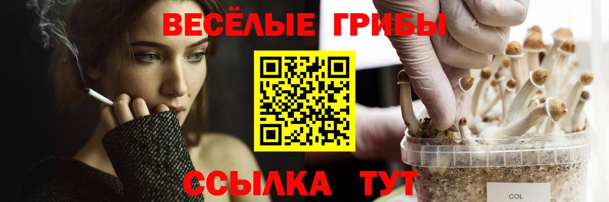 Псилоцибиновые грибы Psilocybe Северск